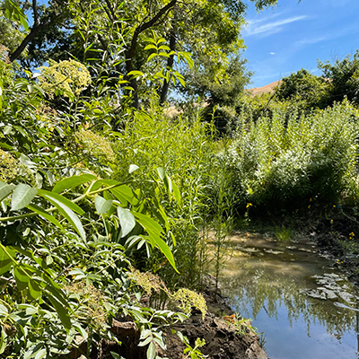 Restored habitat with abundant plants around a stream