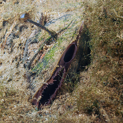 Western ridged mussel on stream floor