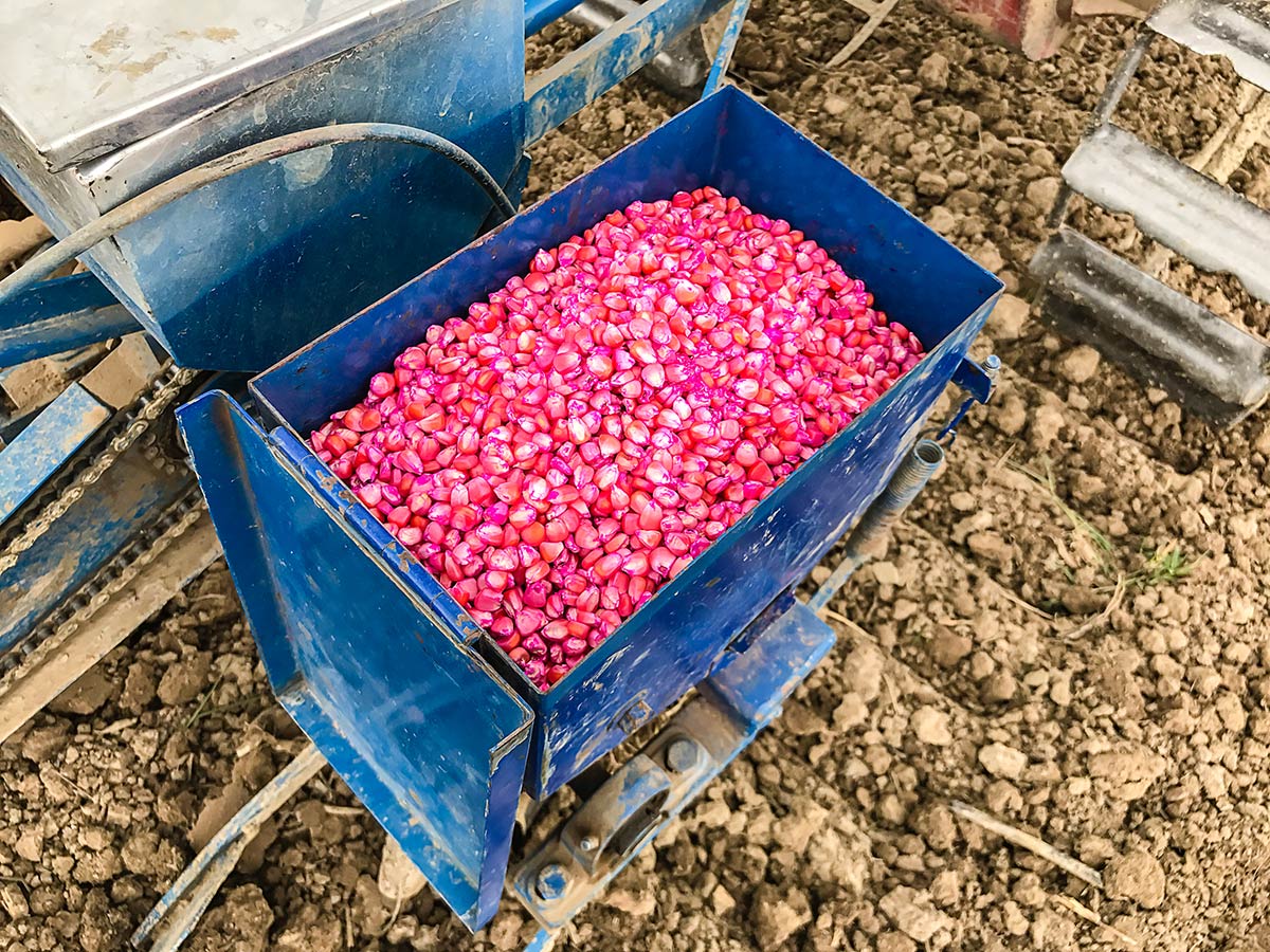 Corn seeds coated with pink systemic insecticides 