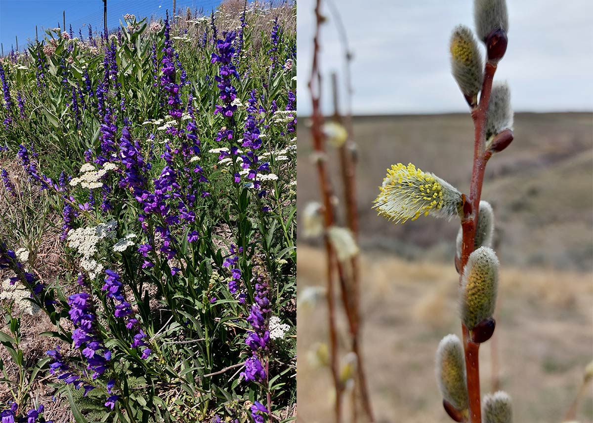 Purple beardtongue and yarrow blooming and a willow branch blooming. 