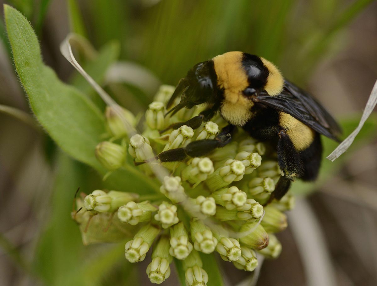 Native Bumble Bees Are Poised to Be First Pollinators Protected