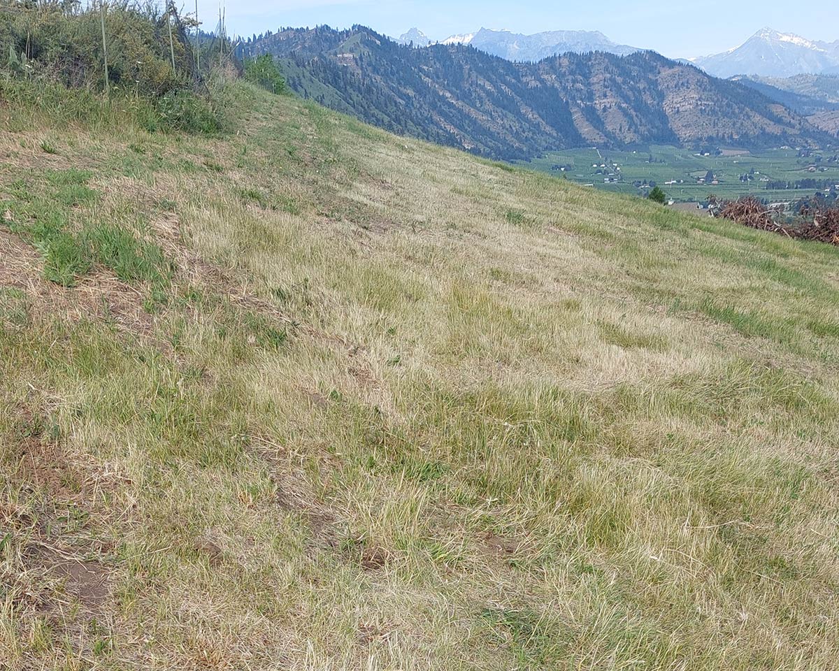 A grassy hillside with mountains in the distance