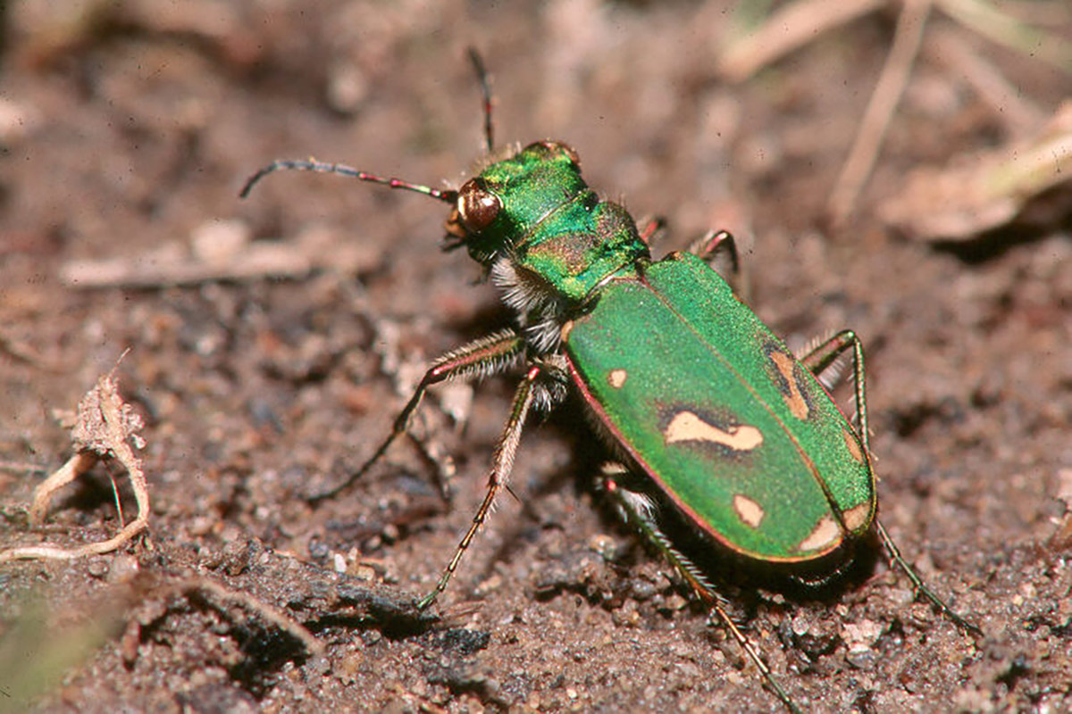 Green and brown iridescent Ohlone tiger beetle on the ground