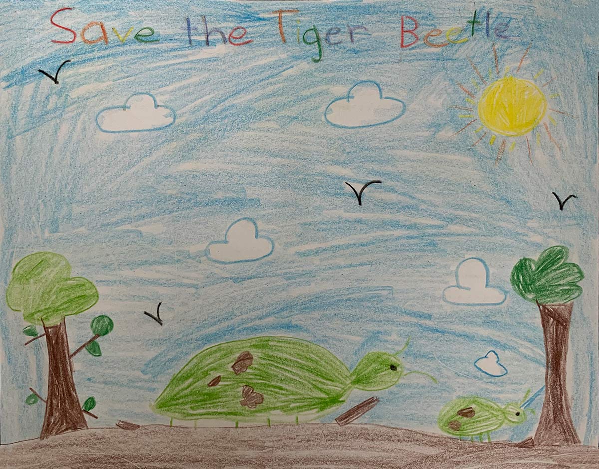 Crayon drawling of tiger beetles, trees, the sun, and the sky that says "Save the tiger beetle"