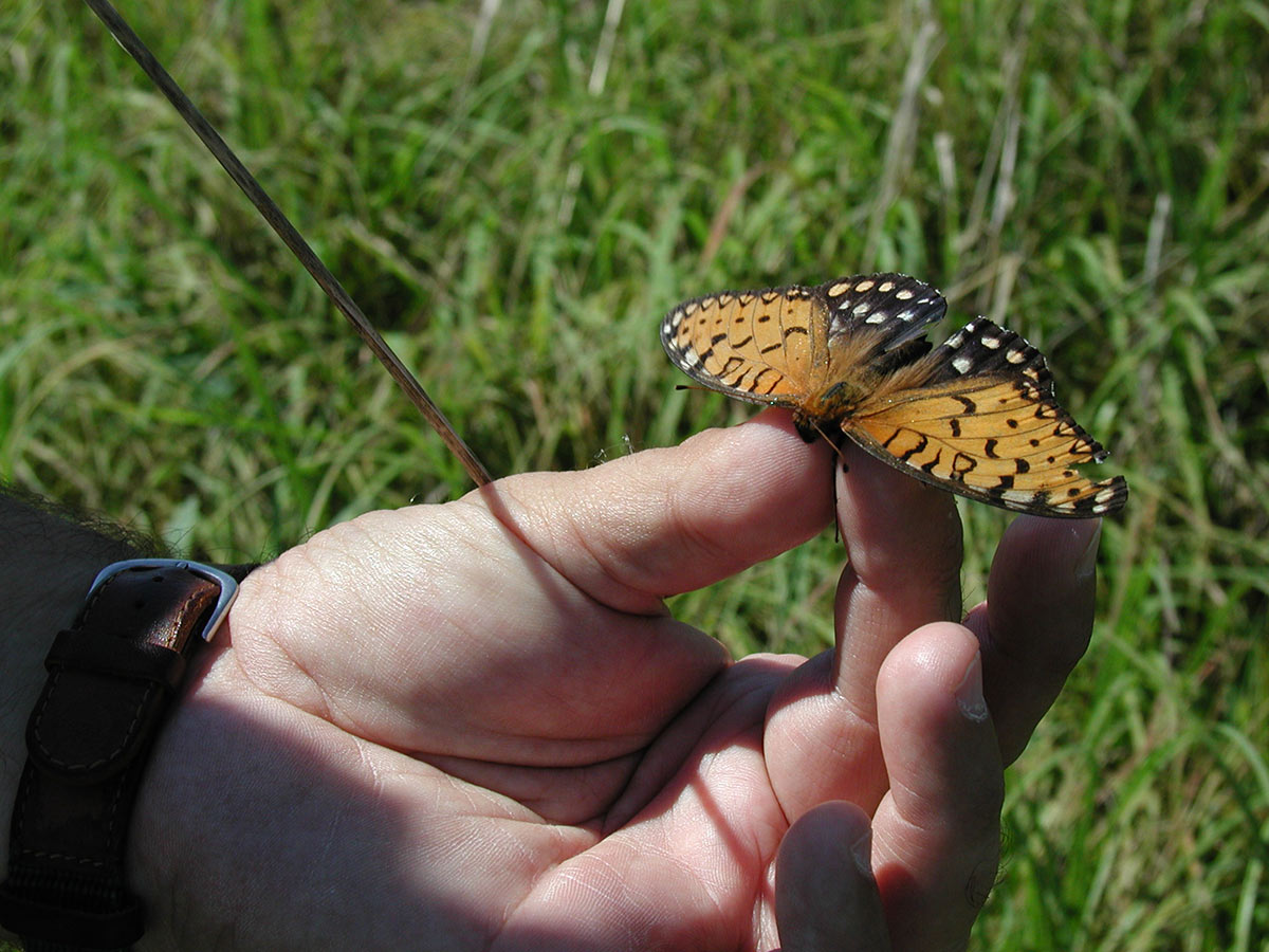 A regal fritillary butterfly held carefully in the hand of a professional biologist. Its upper wings are orange with black markings, and its lower wings are black with regular spots of faint blue or orange.
