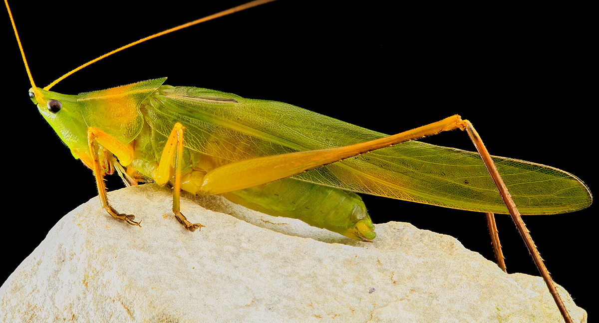 A cone-headed katydid sitting on top of a rock, seen from the side. The insect is mostly a vibrant green, with yellow-orange legs, antennae, and some markings on its wings and body. Its third pair of legs are very long, like a grasshopper’s. Its head is strangely shaped, leaned forward as if peering downwards, even though its eyes face primarily sideways. Atop its head is a small rounded cone with some black markings.