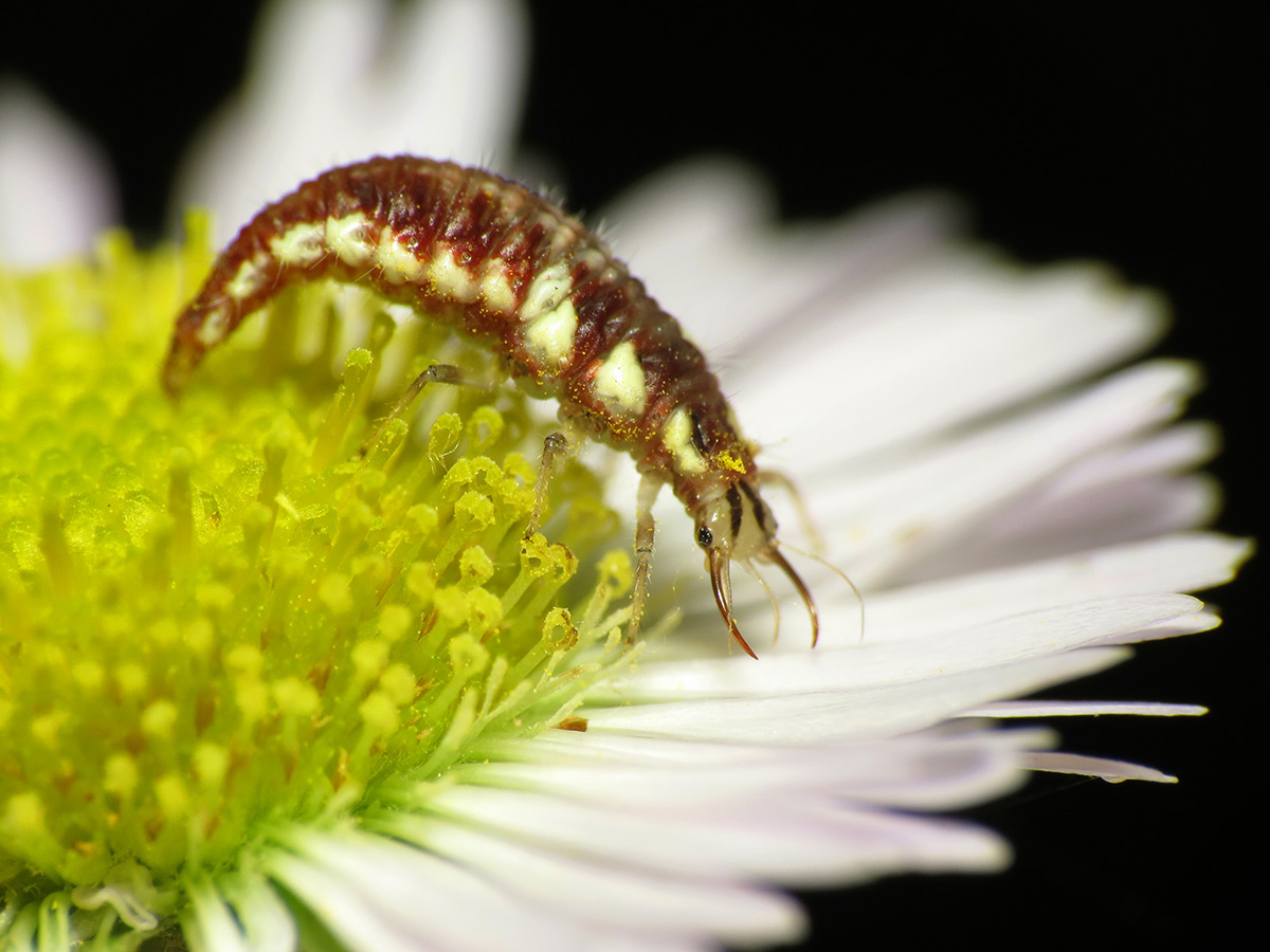 The larva of a green lacewing climbing over a flower. Unlike the adults, this larva is not green, but instead mostly a dark red, and it does not have wings. Its head has two large curved pincer-like jaws, perfect for catching aphids!