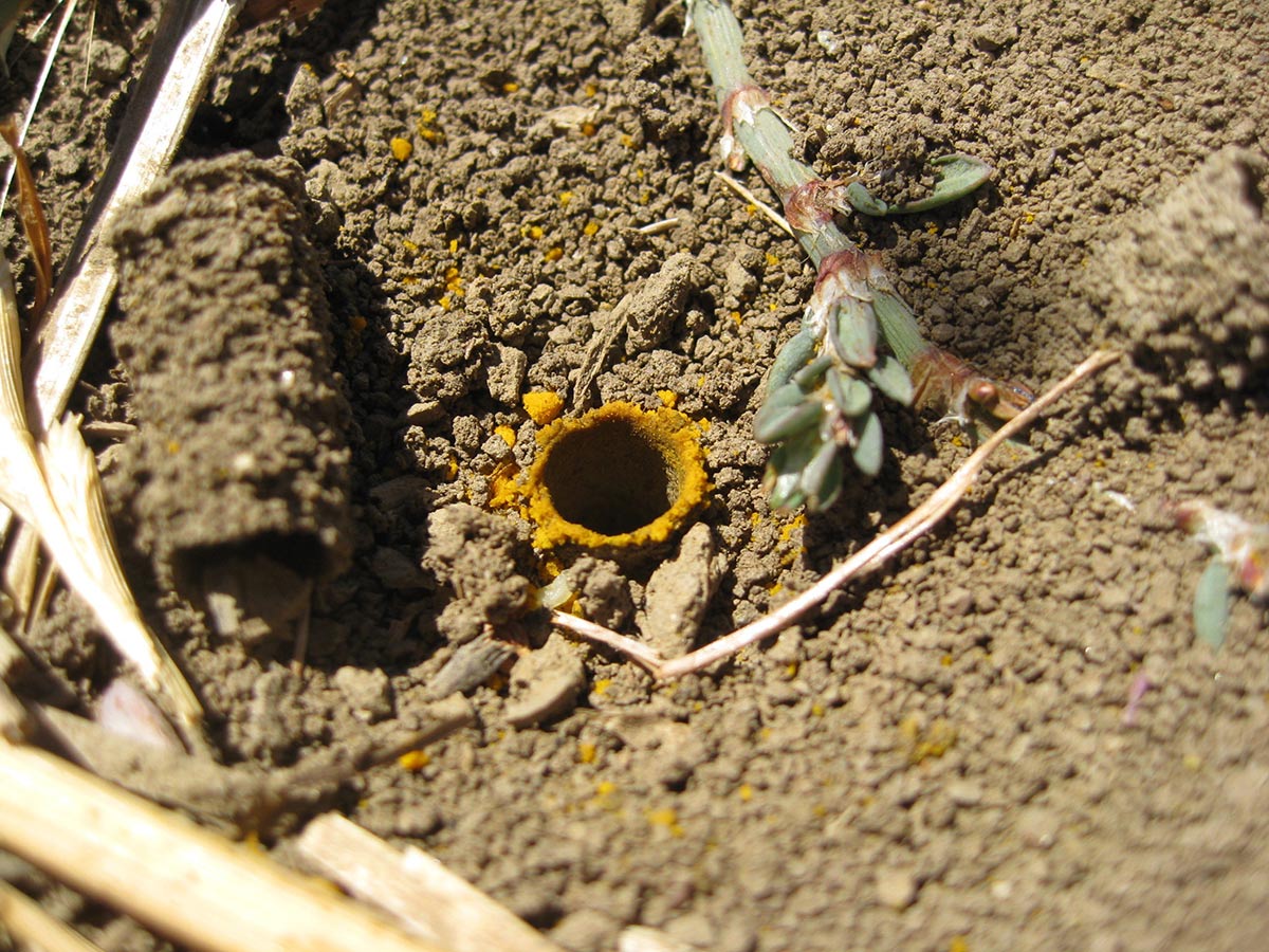 The burrow entrance of a sunflower chimney bee, dug into the soil. The rim of the burrow entrance is bright orange yellow with pollen, left by the bee as it goes in and out of the nest.
