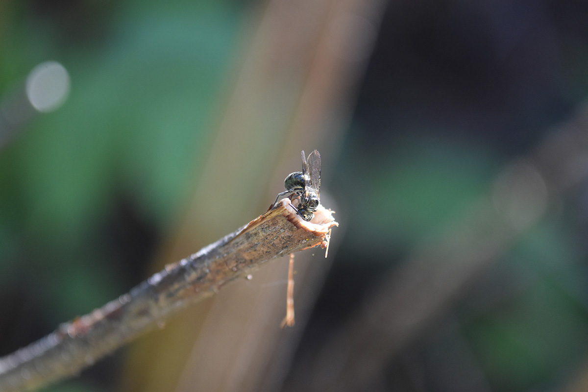A small, metallic dark green bee with short fuzzy hair over its body peers into the opening of a cut plant stem. 