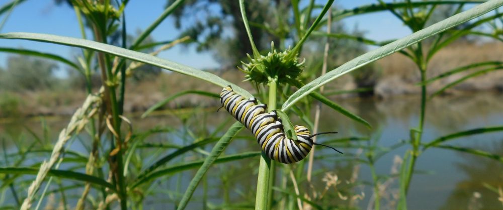 A western monarch caterpillar feeds on milkweed in Nevada (Photo: Stephanie McKnight, Xerces Society)