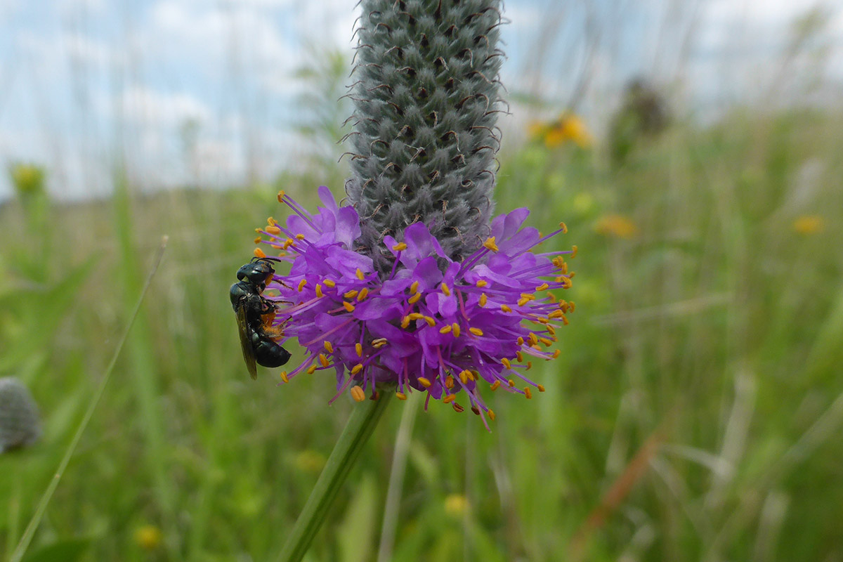 A small dark bee feeds from one of the many tiny purple flowers of a prairie clover.