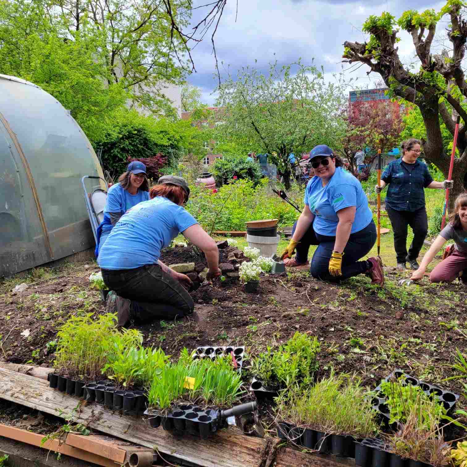 Volunteers plant seedlings together in a community garden, with trays of young plants in the foreground.