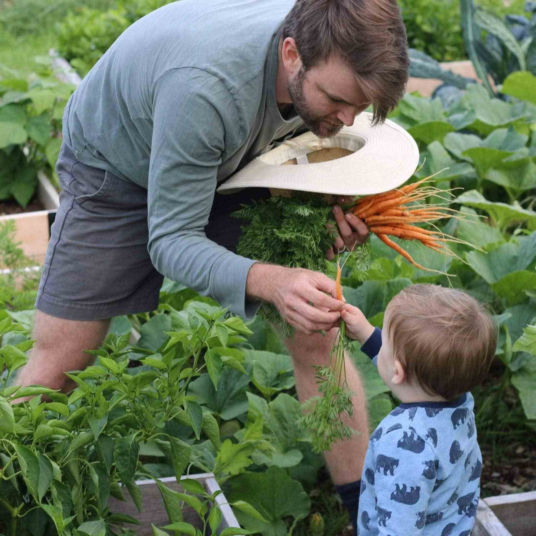 A gardener harvests a bunch of carrots and hands one to a young child in a lush vegetable garden.