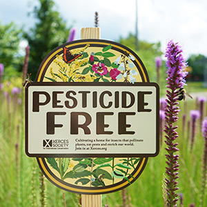 A “Pesticide Free” garden sign stands in a meadow of blooming purple wildflowers.