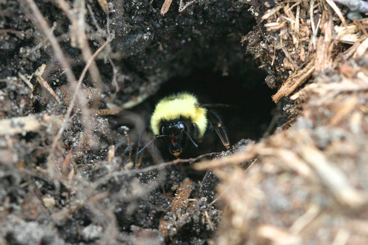 A bumble bee queen emerges from their nest, a small opening in the soil