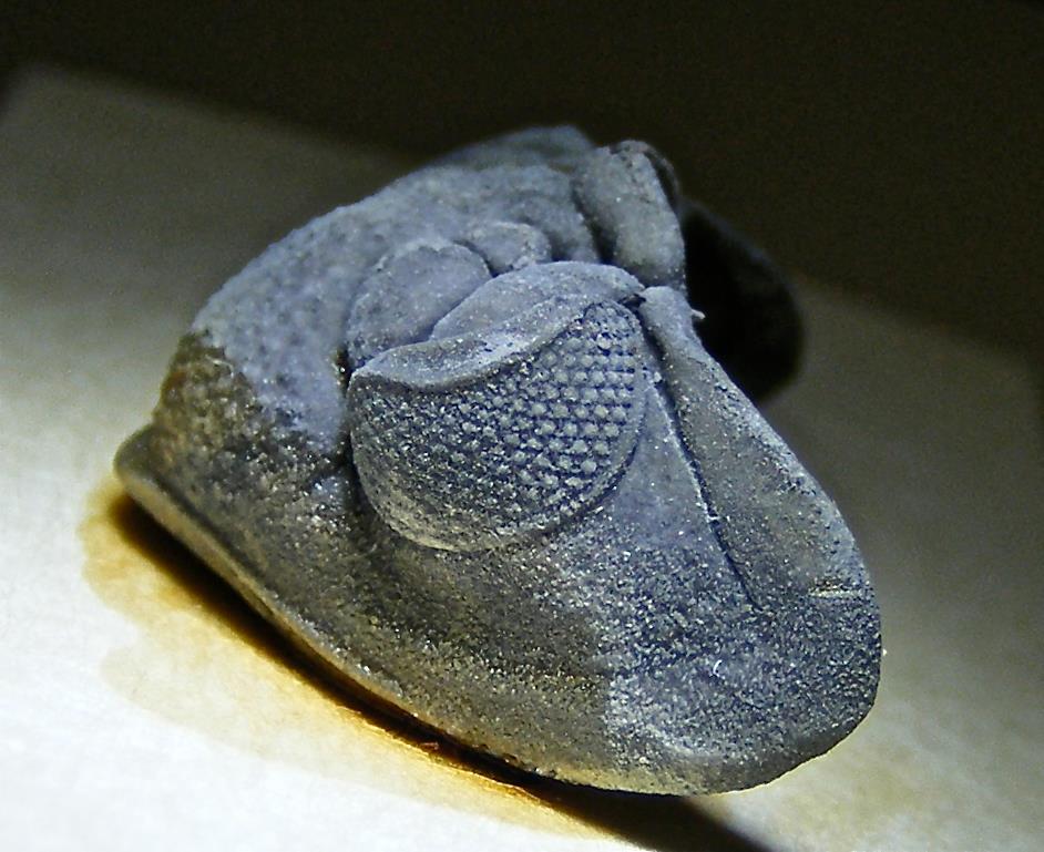 closeup of a Calyptaulax strasburgensis fossil