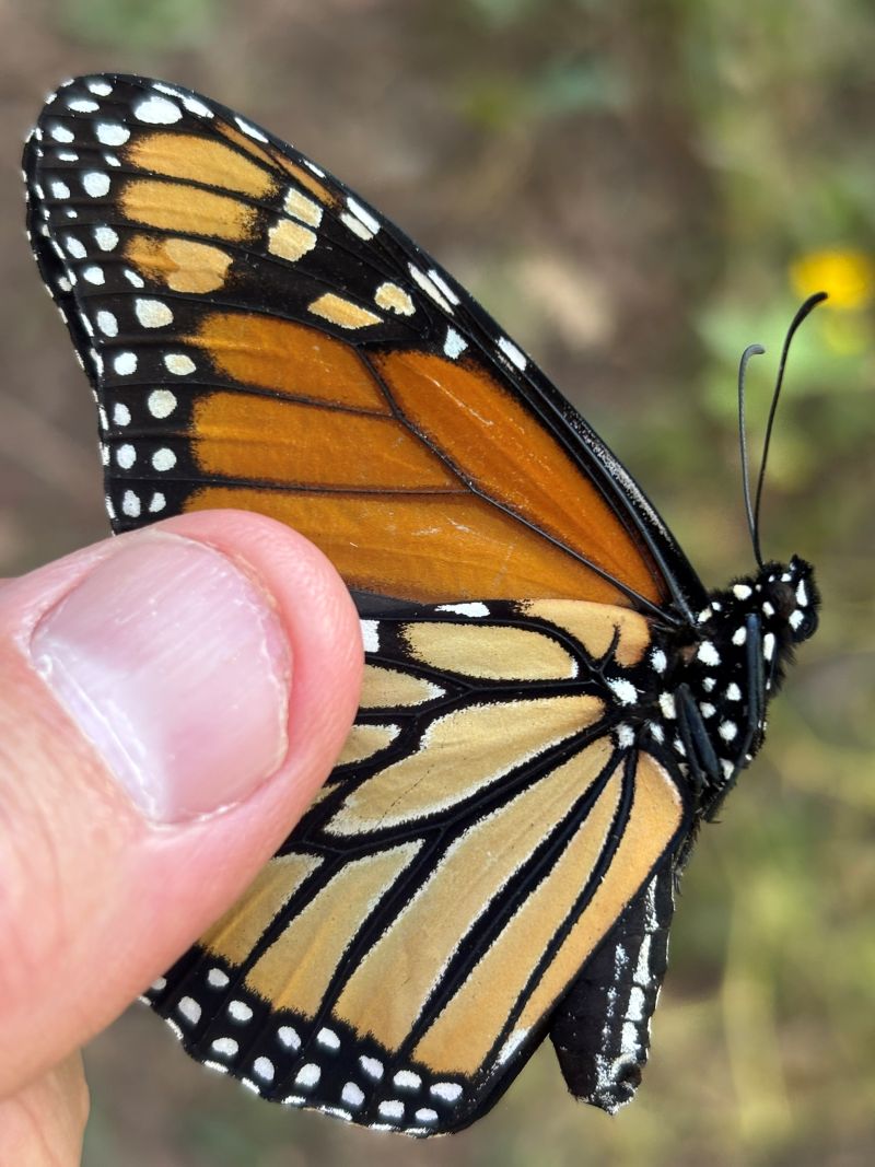 closeup of a thumb holding a female monarch butterfly