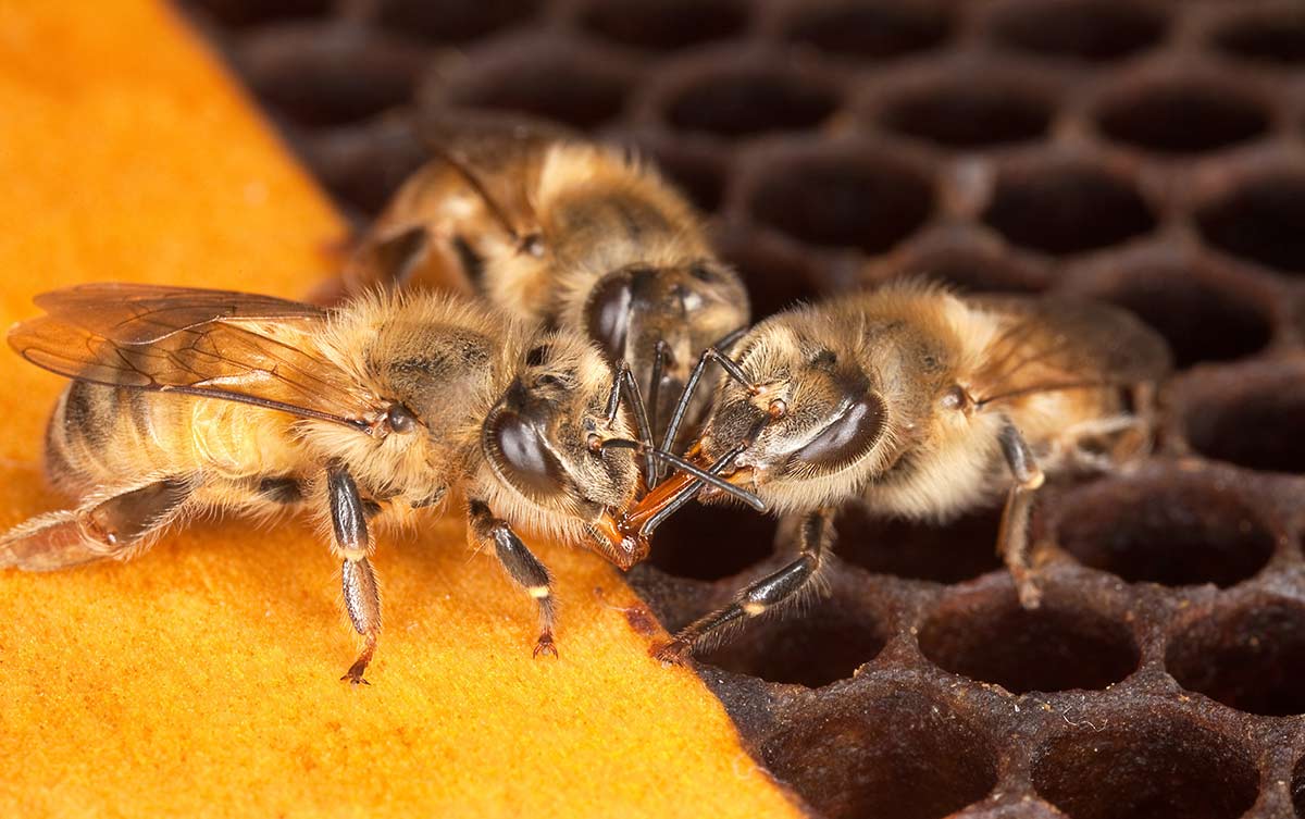 Up close with three honey bees inside of a bee hive.