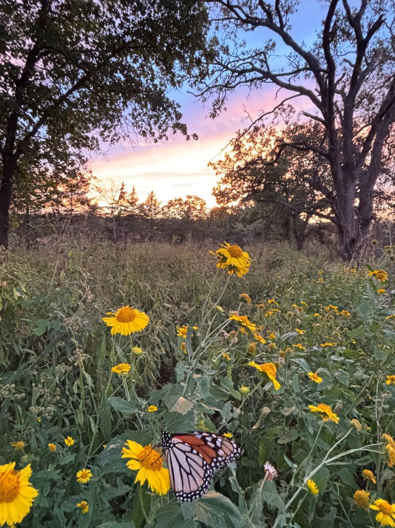 monarch nectars in foreground in a field of yellow flowers near Stillwater, OK, trees and sunset on the horizon. (c. Ray Moranz, Xerces Society)