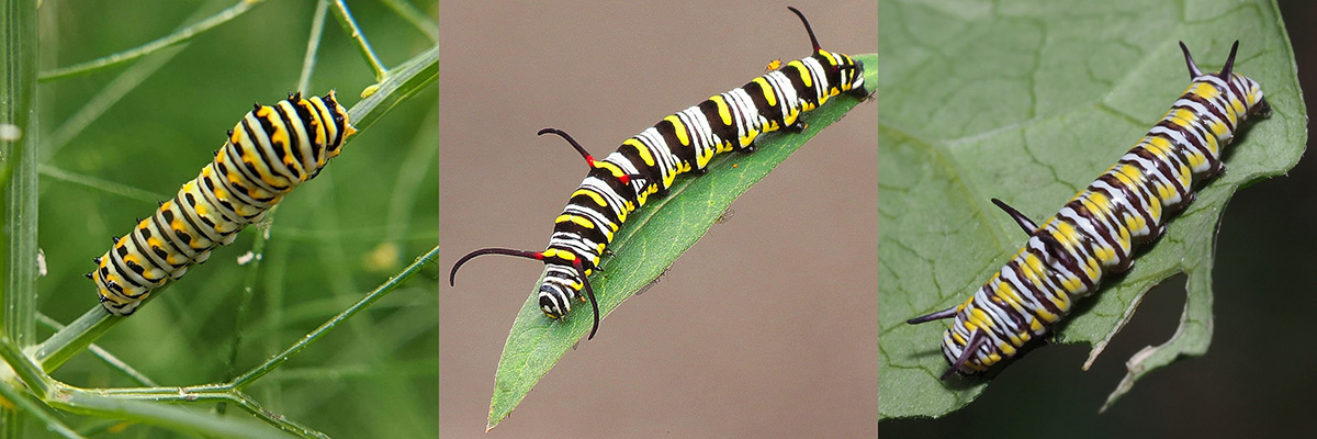 Caterpillars of a black swallowtail, queen, and soldier butterflies.