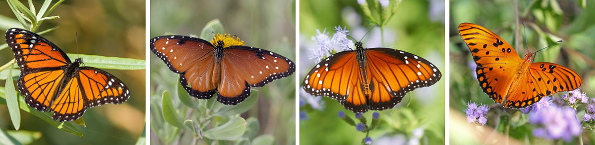 A viceroy, queen, soldier, and gulf fritillary butterfly. 