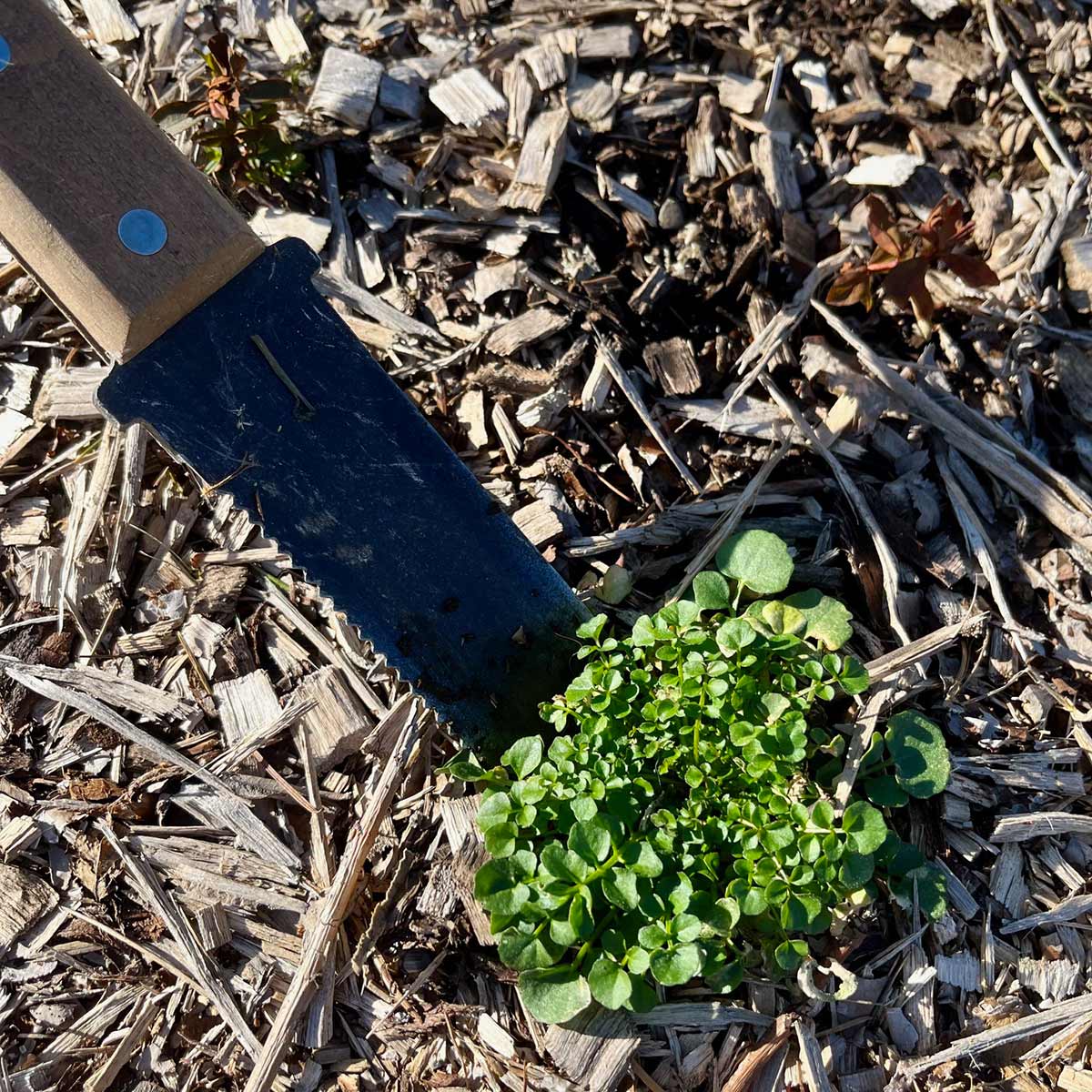 A concave knife with a serrated edge being used to remove a weed. 