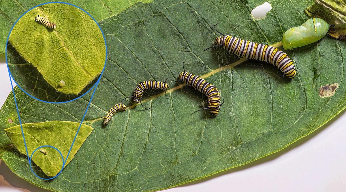 The different stages of monarch development, represented by different individuals on a leaf. There is a very tiny egg, a very small just hatched caterpillars, 4 more progressively larger caterpillars, and a green chrysalis.