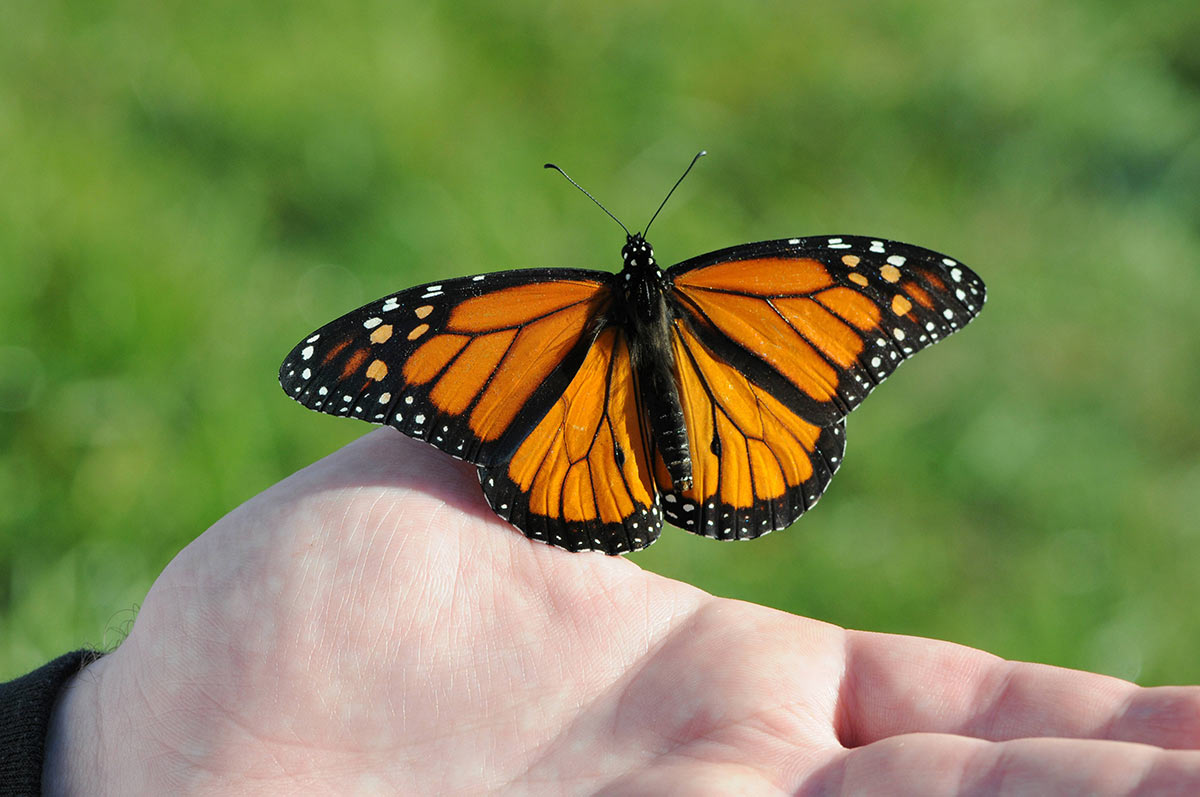 A monarch butterfly resting on a person's hand, with its wings spread wide.