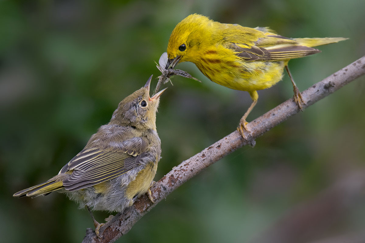 An adult yellow warbler feeding a mayfly to a hungry fledgling.