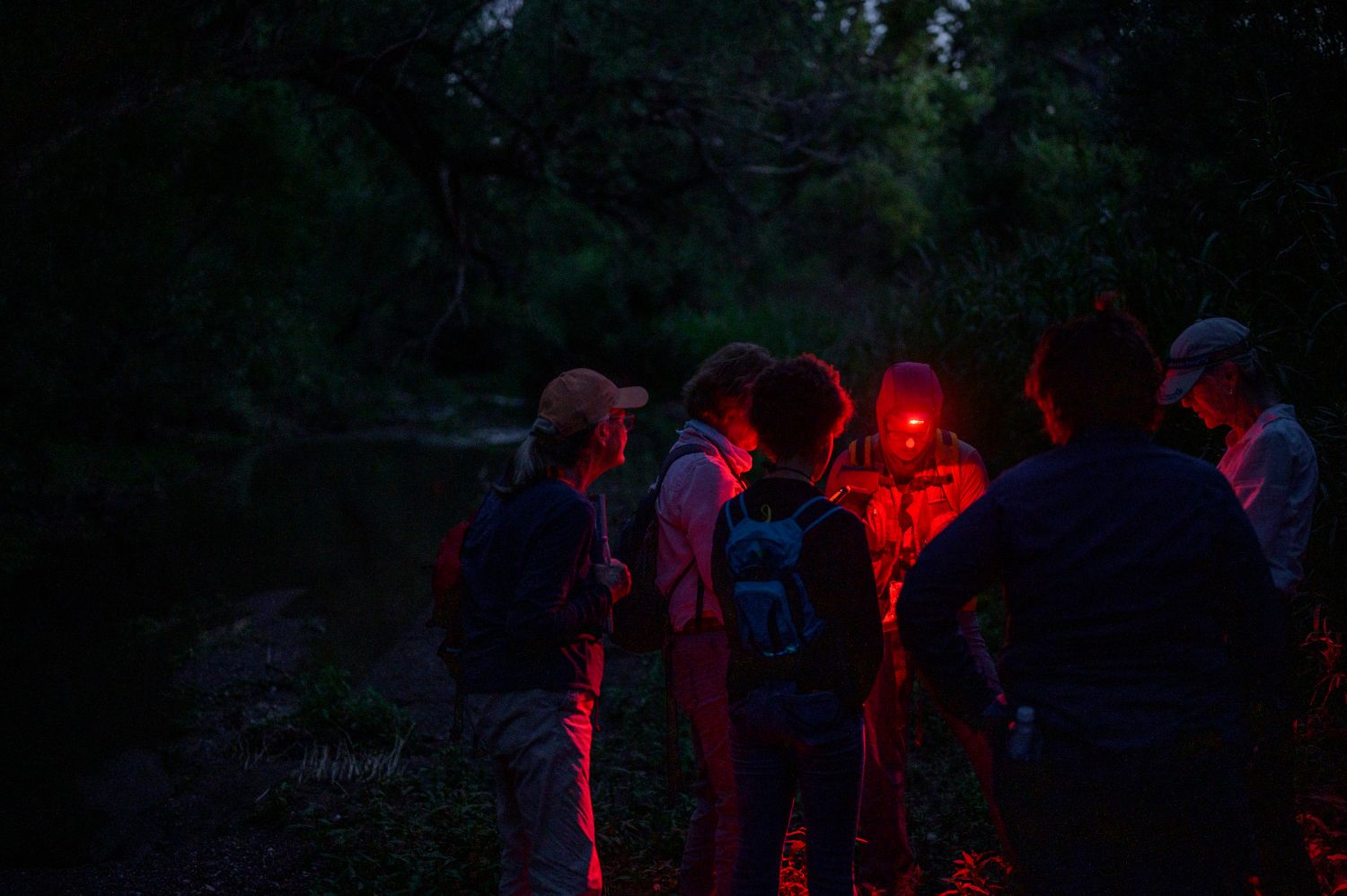 6 people in a forest circle around red light during a firefly survey (Photo: Julius Schlosburg courtesy of Rachel Laura)