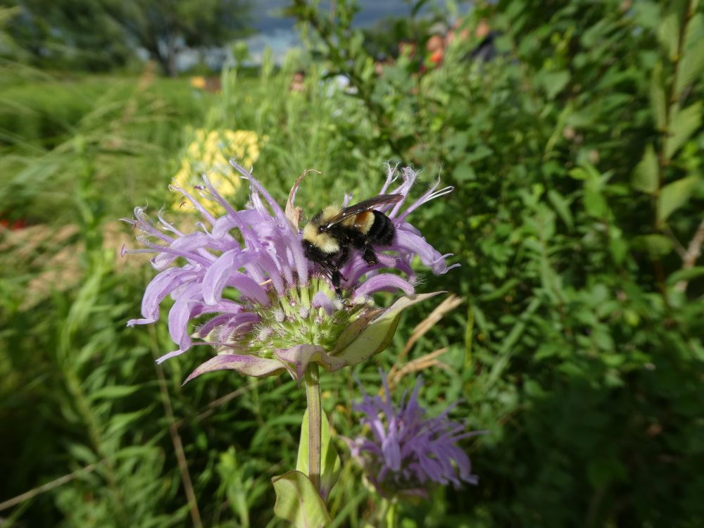 A rusty patched bumble bee nectars on a wild bergamot flower