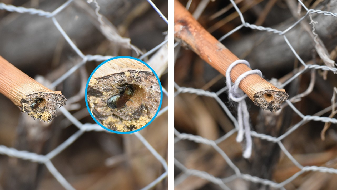 2 images: one of a bee entering a stem nest, the second of the stem marked with string