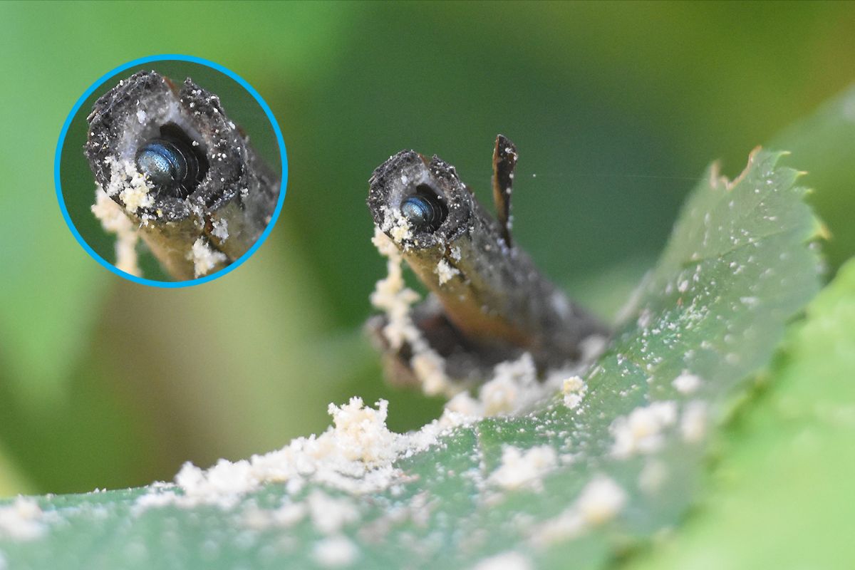 Closeup of sawdust and bee butt at end of a hollow stem