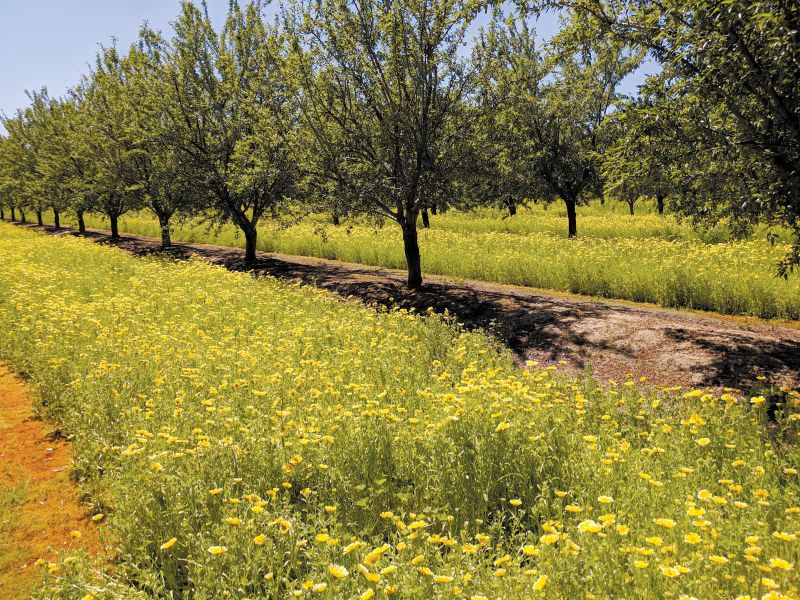 Yellow flowers bloom between orchard rows
