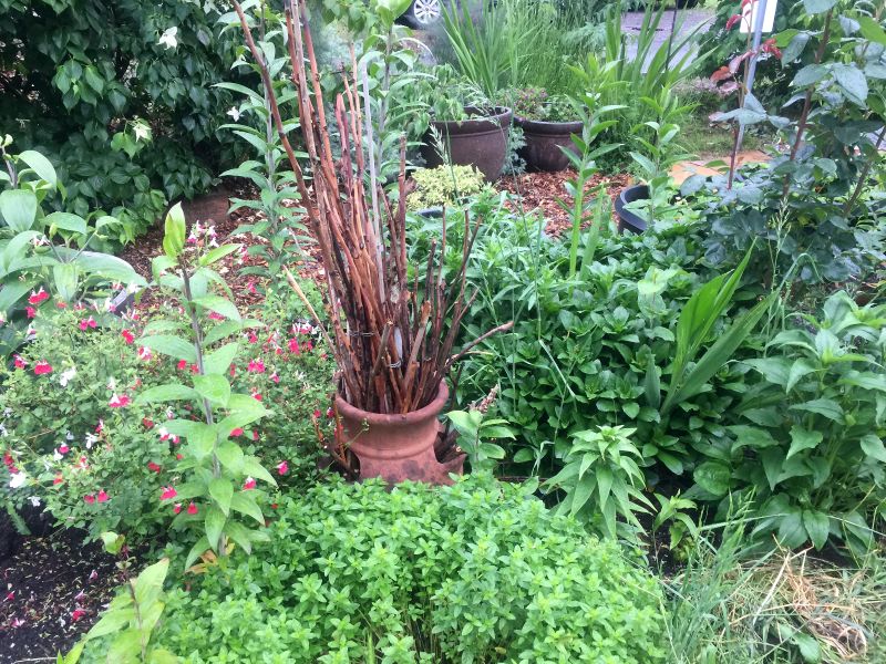 upright dried raspberry canes stand in a strawberry pot in the middle of a garden
