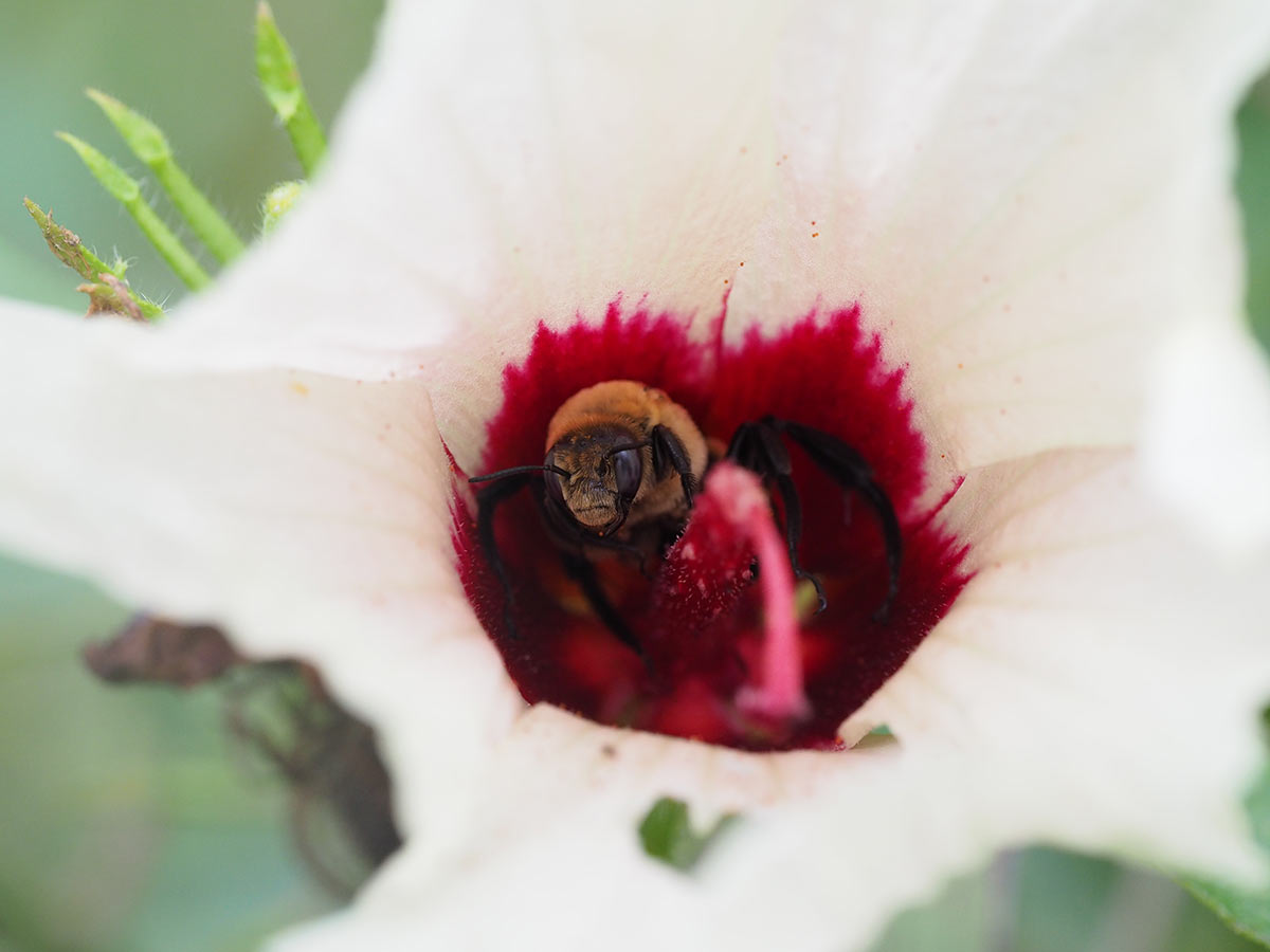A hibiscus bee (Ptilothrix bombiformis) visiting a crimsoneyed rosemallow flower