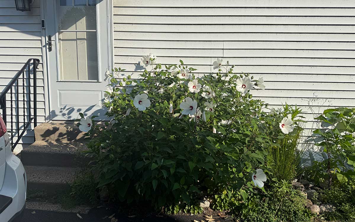 Crimsoneyed rosemallow (Hibiscus moscheutos) growing alongside a house in Pennsylvania. 