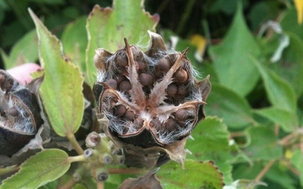 Mature crimsoneyed rosemallow seed pods, ready for collection.