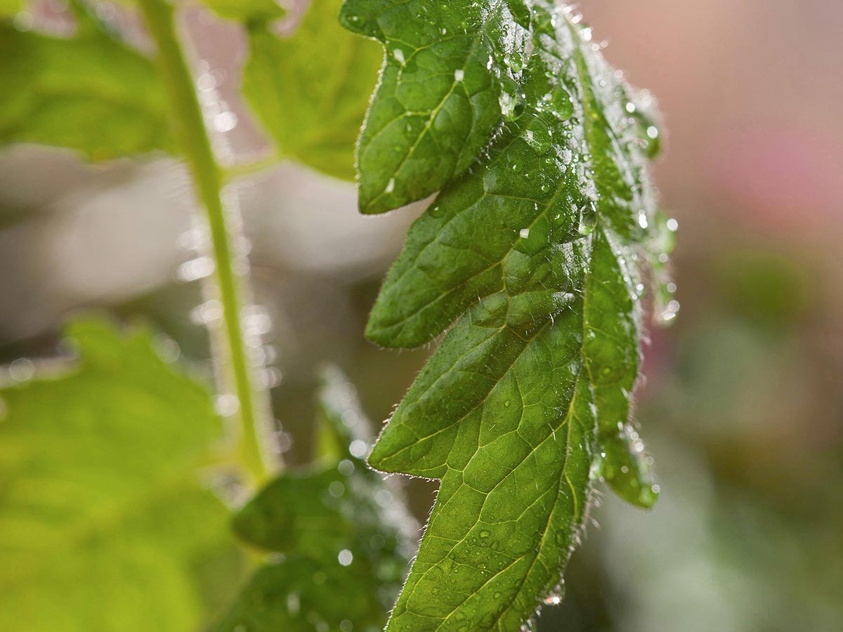 Xerces Model Policy to Protect Pollinators from Harmful Pesticide Exposures