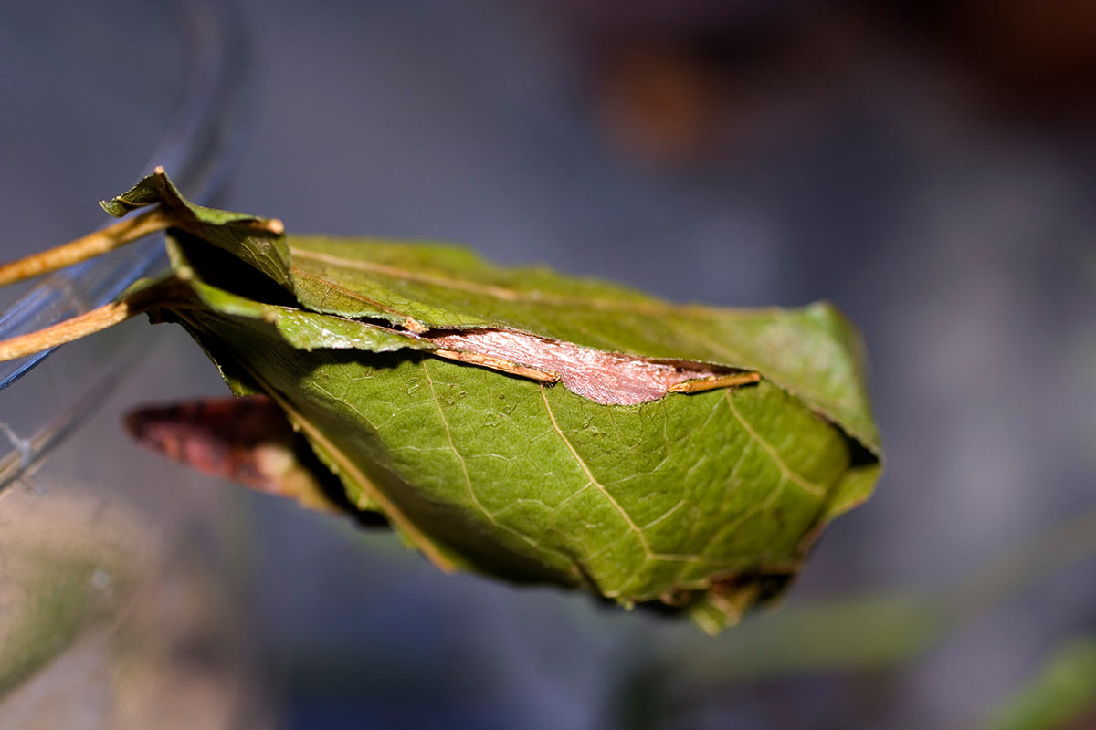 A luna moth cocoon. It is wrapped in green leaves, with the beige silk of the cocoon only partially visible in between the gaps of leaves.