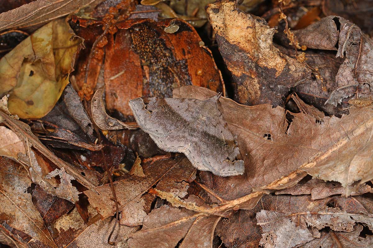 A six-spotted gray moth, resting on fallen leaves. Its pattern blends in quite well.