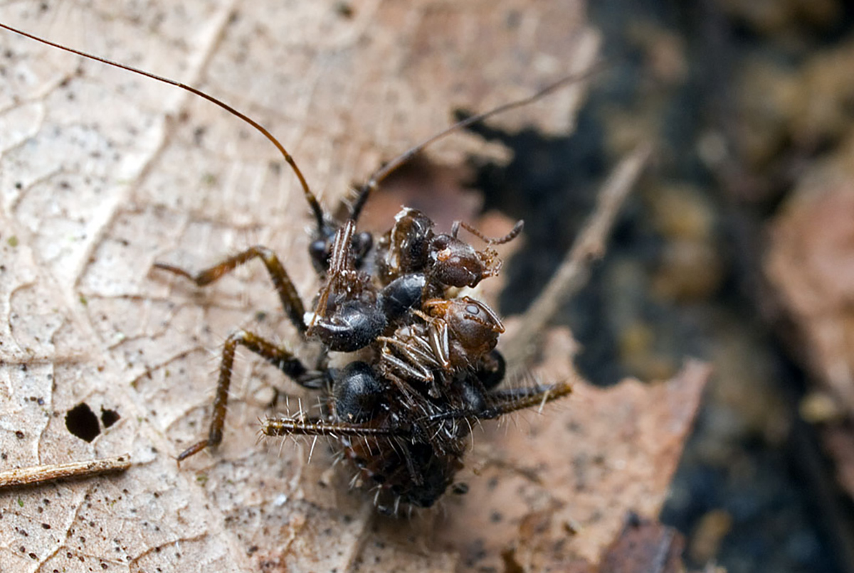 Assassin bug carrying stacked ant bodies on its back