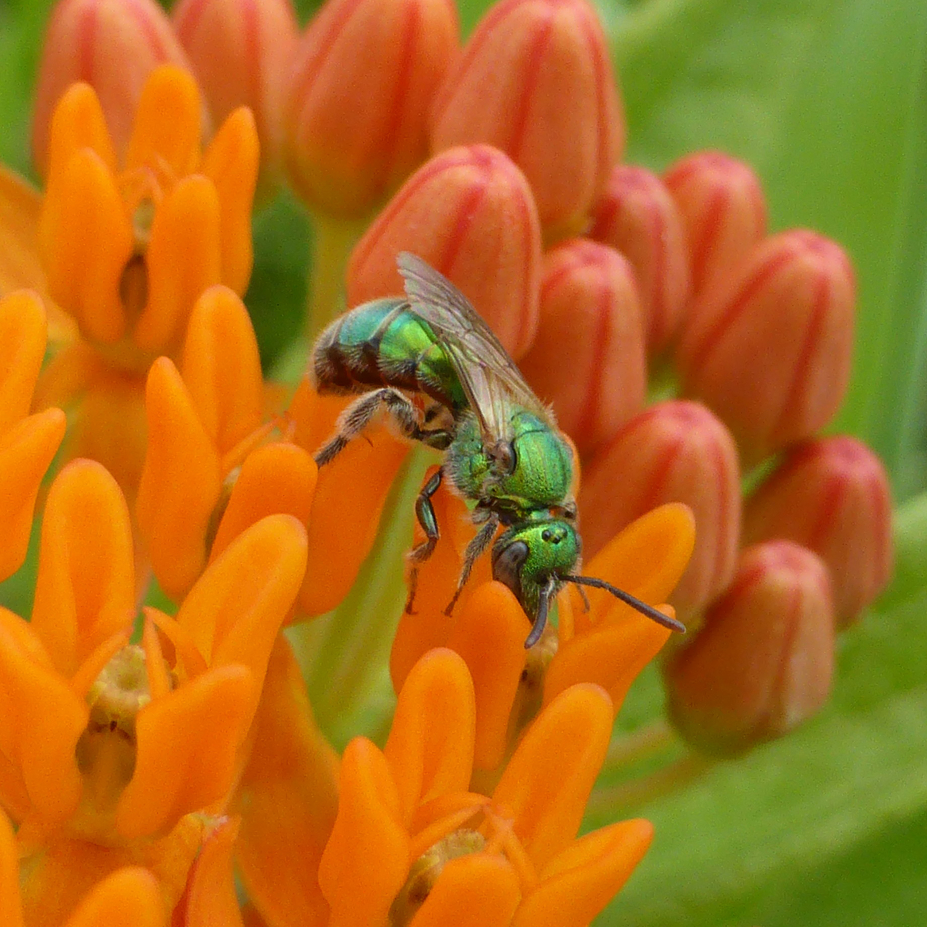 Regional Milkweed Guides