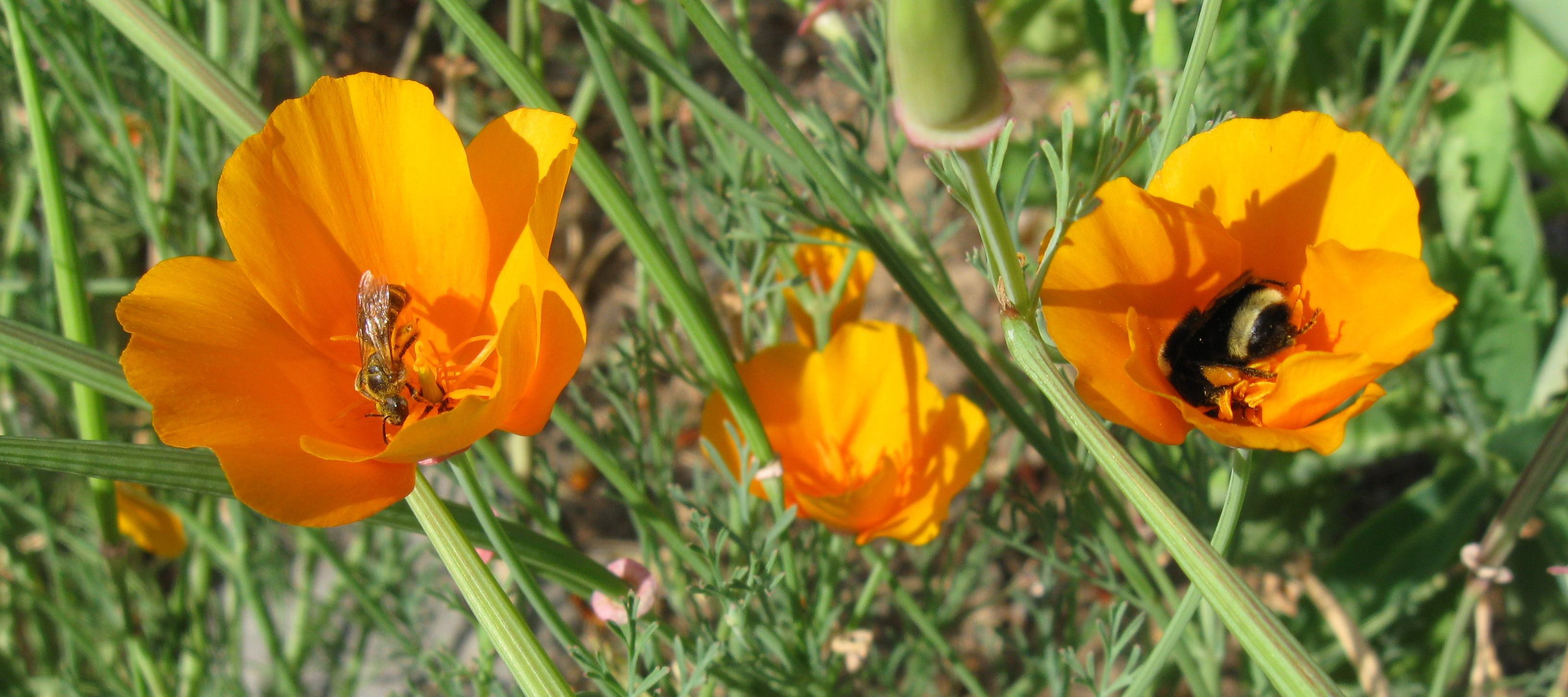 Three bright yellow-orange poppies are shown in a grassy area. The two poppies that are wide open and facing the camera each have a bee in the middle. On the left is a green, shiny bee. On the right is a large, primarily black, fuzzy bee.