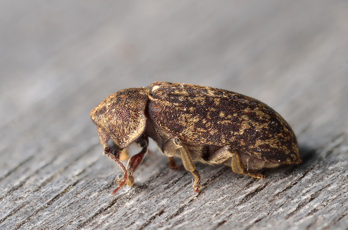 Deathwatch beetle on wood surface