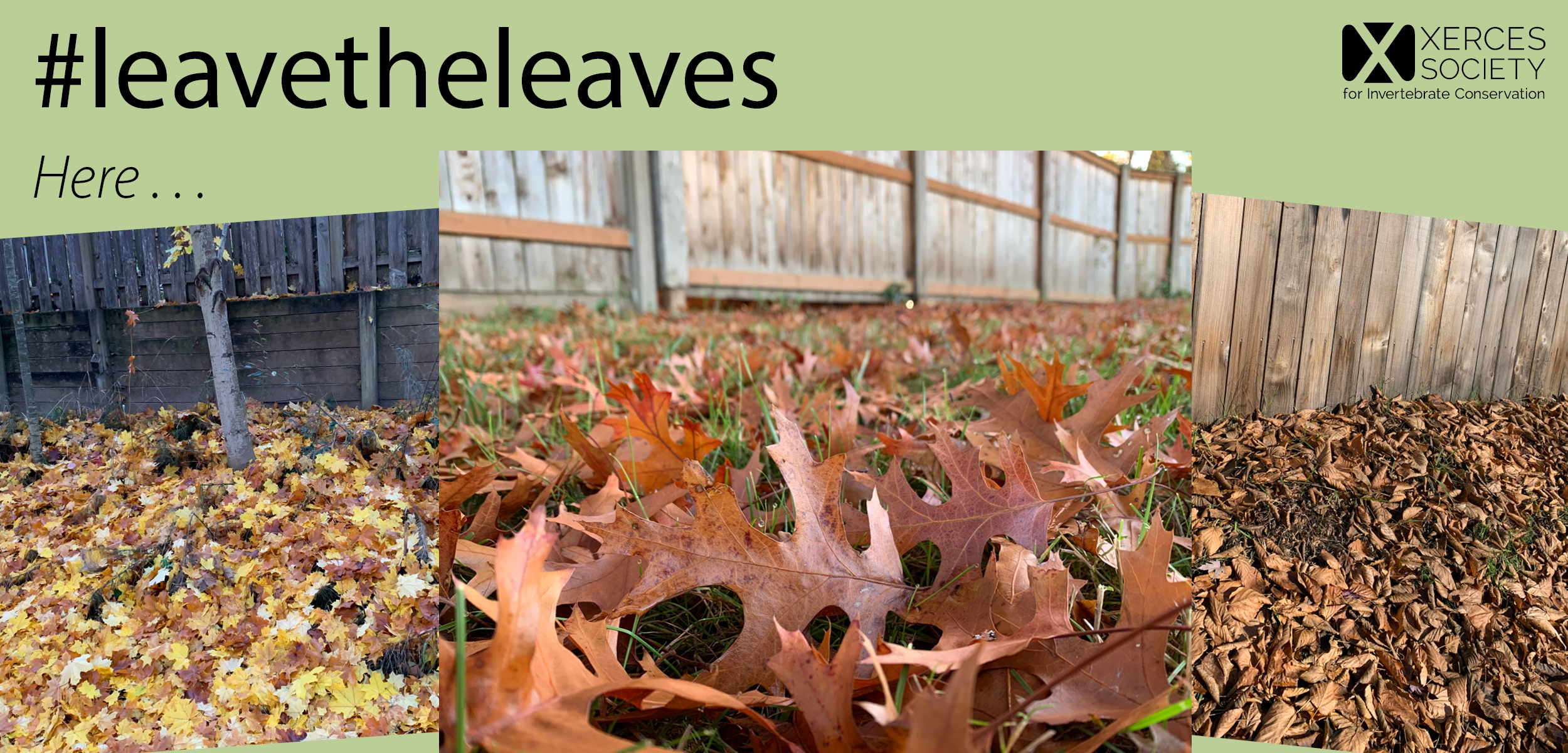 Leave the Leaves to Benefit Wildlife | Xerces Society