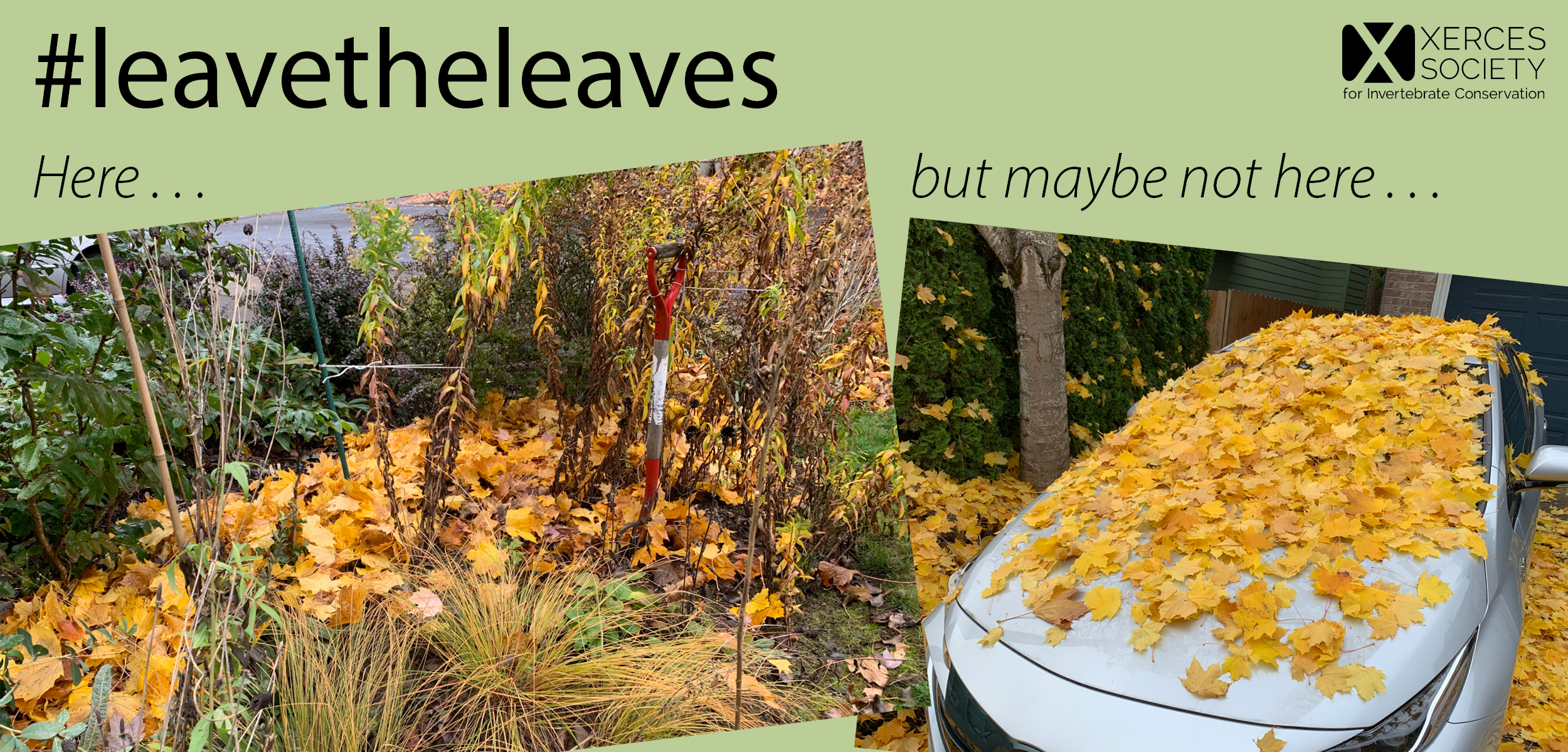 Solution for getting rid of fall leaves on the lawn