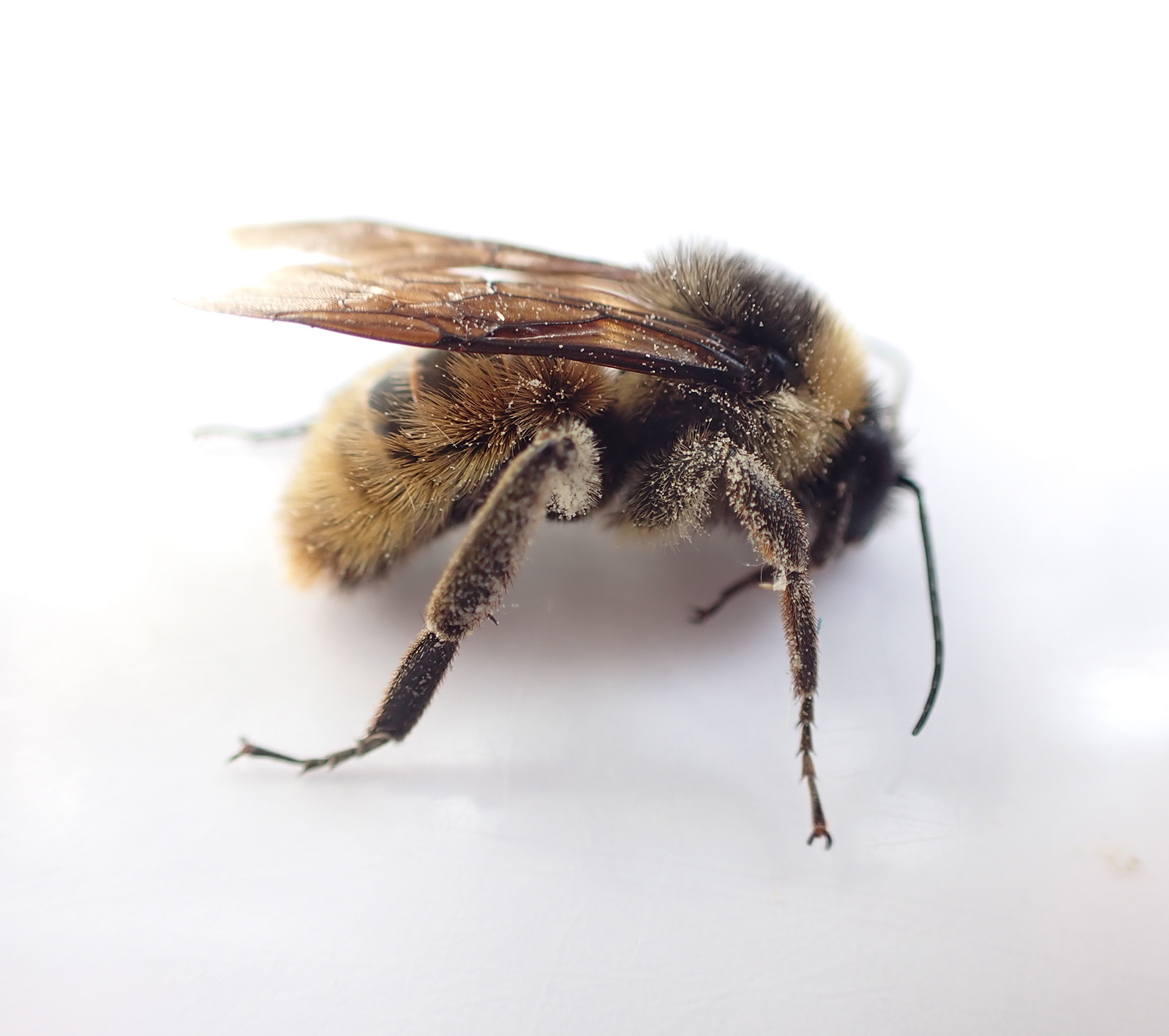 A bumble bee with fuzzy, somewhat distinct body segments, clings to a round, purple flower.