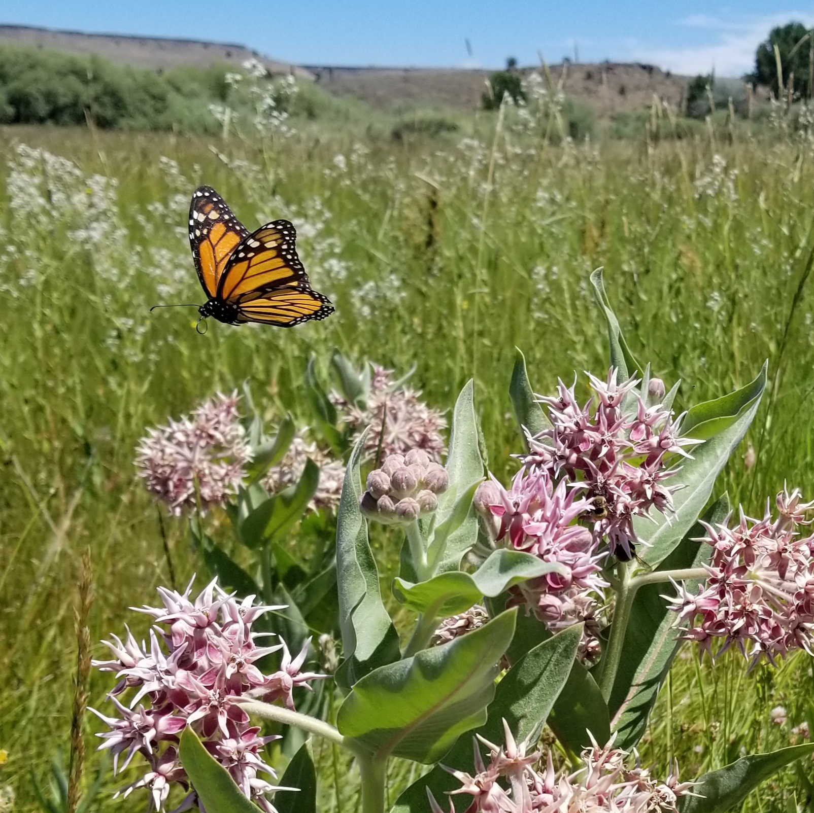 A bright orange monarch flutters over pink milkweed blossoms in a green, grassy landscape.