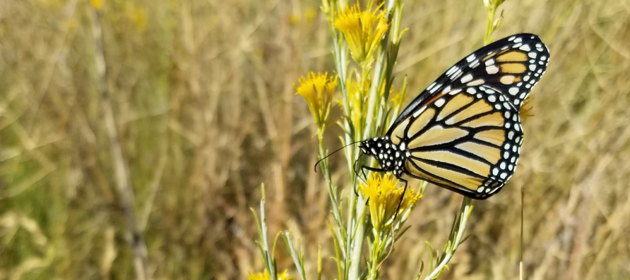 A monarch perches on a stalk of yellow flowers in a dry, grassy area.